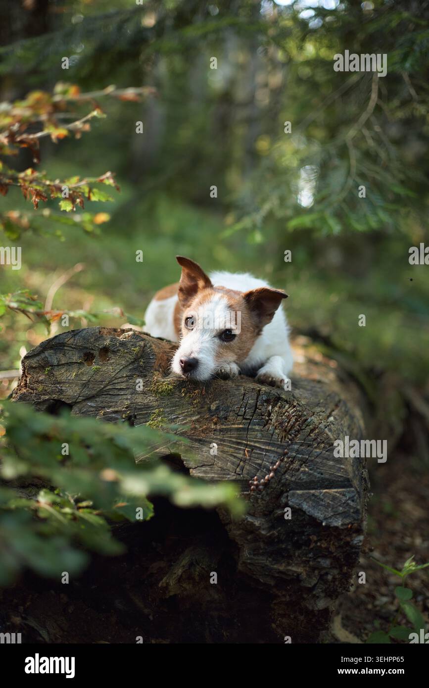 Un Jack Russell Terrier giace ancora con il mento giù su un ceppo largo. Il terreno boschivo è ricoperto da vegetazione verde e ombre tenui. Foto Stock