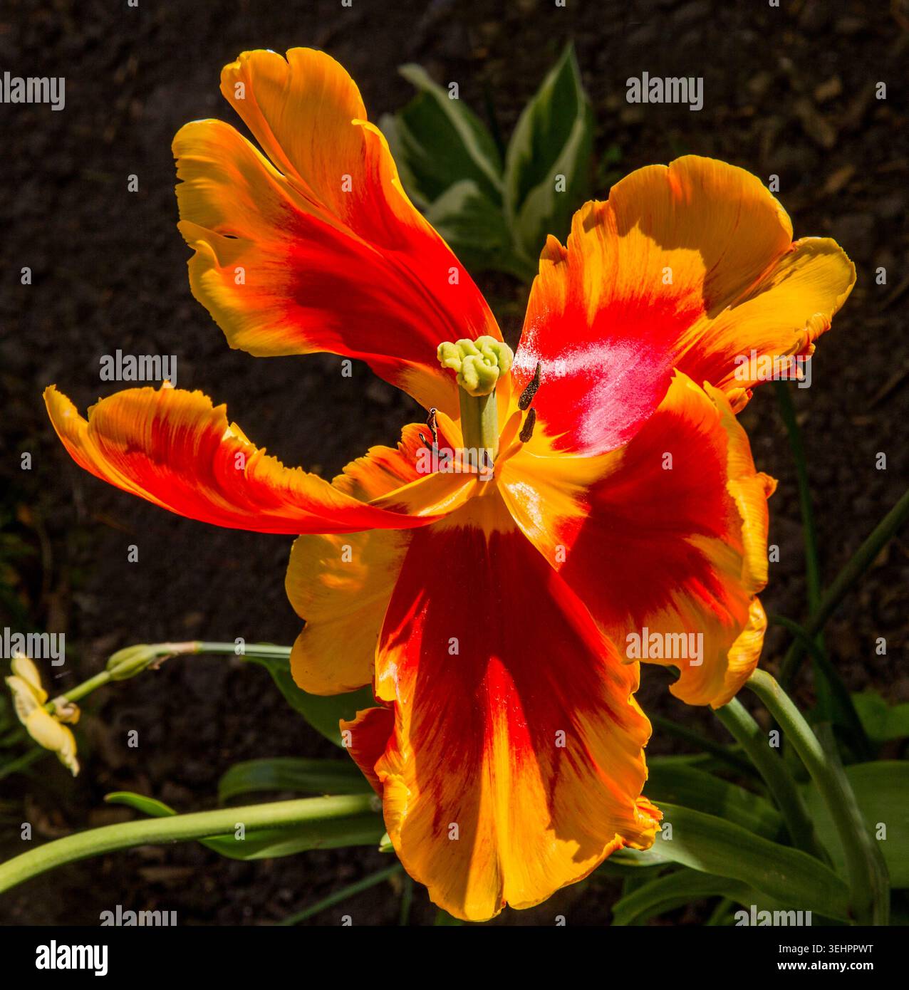 Tulipani di pappagallo fiammeggiante in luce tarda, i suoi rugosi cremisi e i petali d'oro che esplodono come fiamme dipinte. Foto Stock