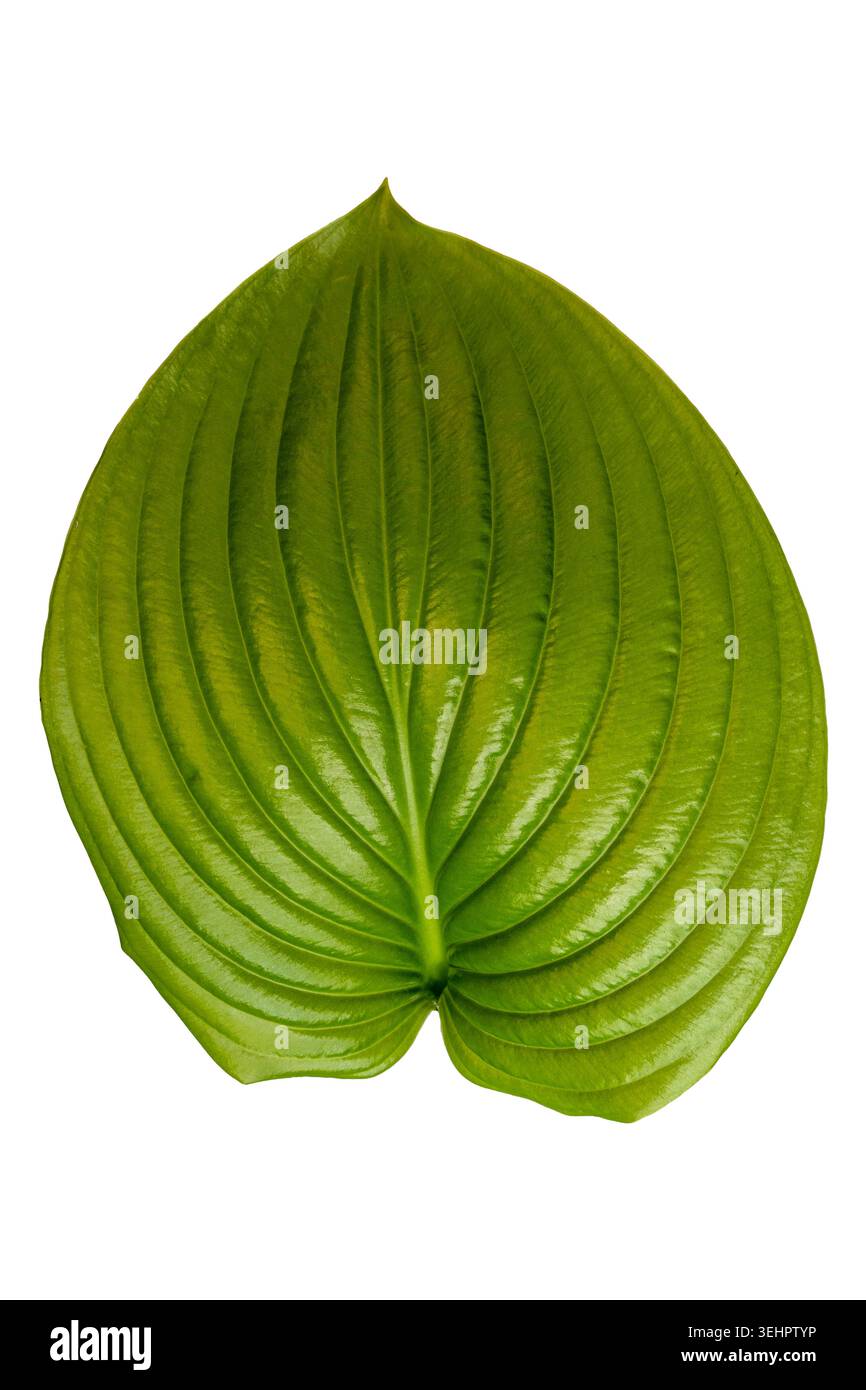 Macro dettagliata della superficie lucida delle foglie che mostra un pattern di venazione parallela Foto Stock