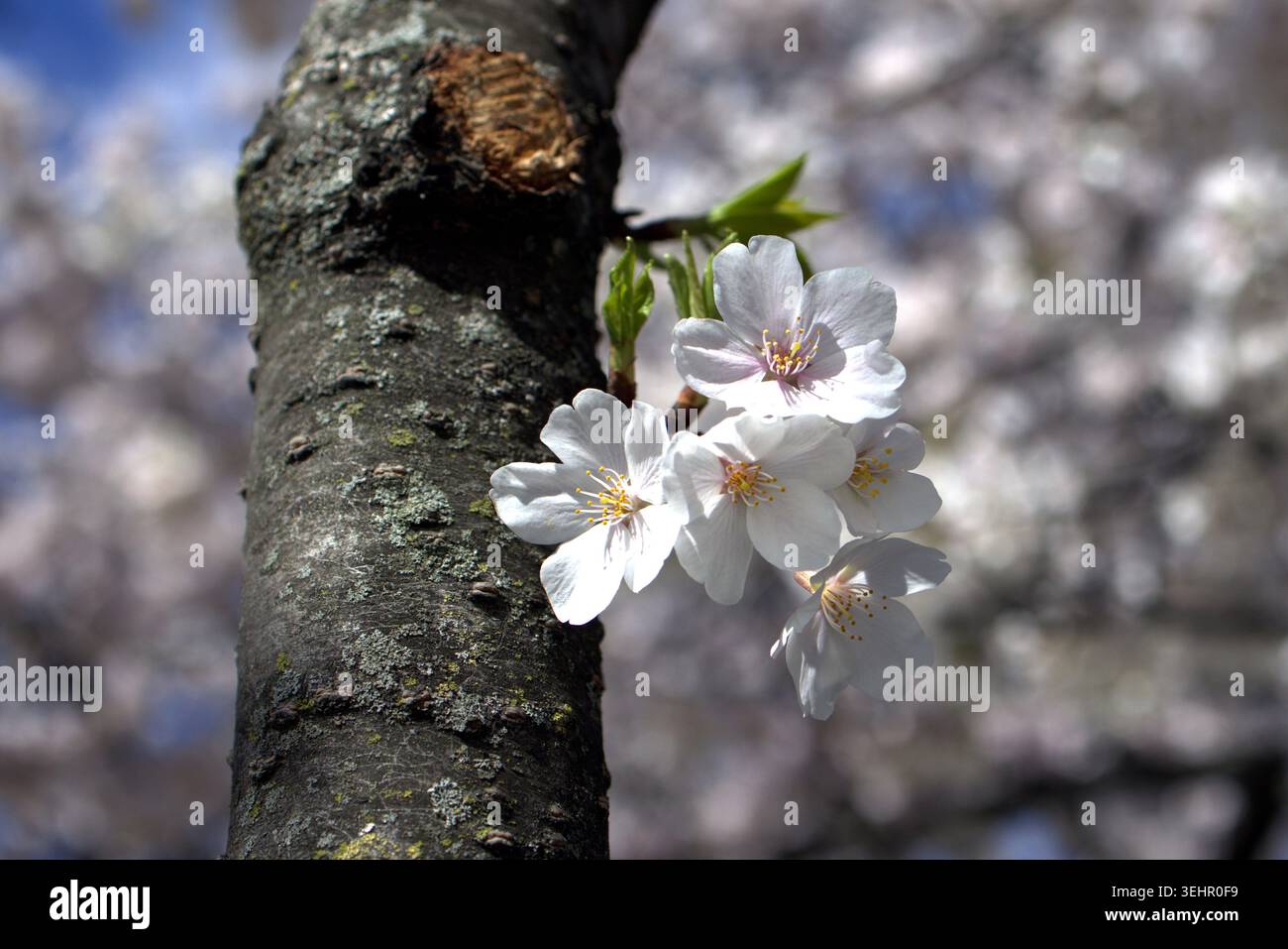 Una splendida foto di ciliegi bianchi in fiore (sakura), che crescono direttamente dalla corteccia testurizzata di un tronco di albero. Foto Stock