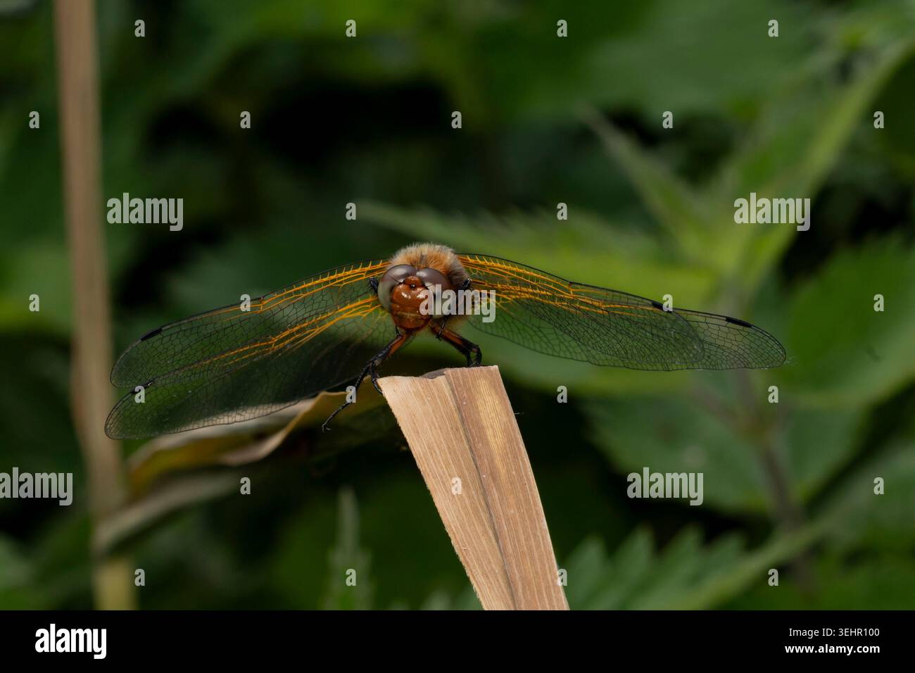 Scarce Chaser Dragonfly, Inghilterra, Regno Unito Foto Stock