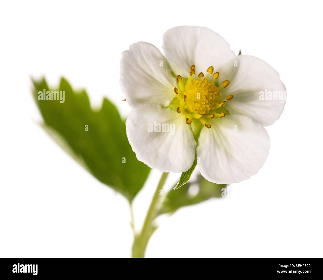Primo piano di un fiore di fragola isolato su sfondo bianco. Fresca fioritura primaverile con delicati petali bianchi e centro giallo, botanico e agricolo Foto Stock