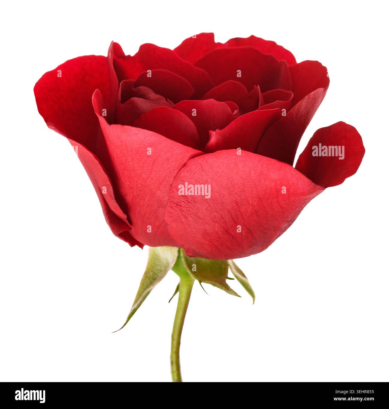 Primo piano di un singolo fiore di rosa rosso isolato su sfondo bianco, simbolo di amore, romanticismo, passione, eleganza, e bellezza. Immagine floreale di alta qualità Foto Stock