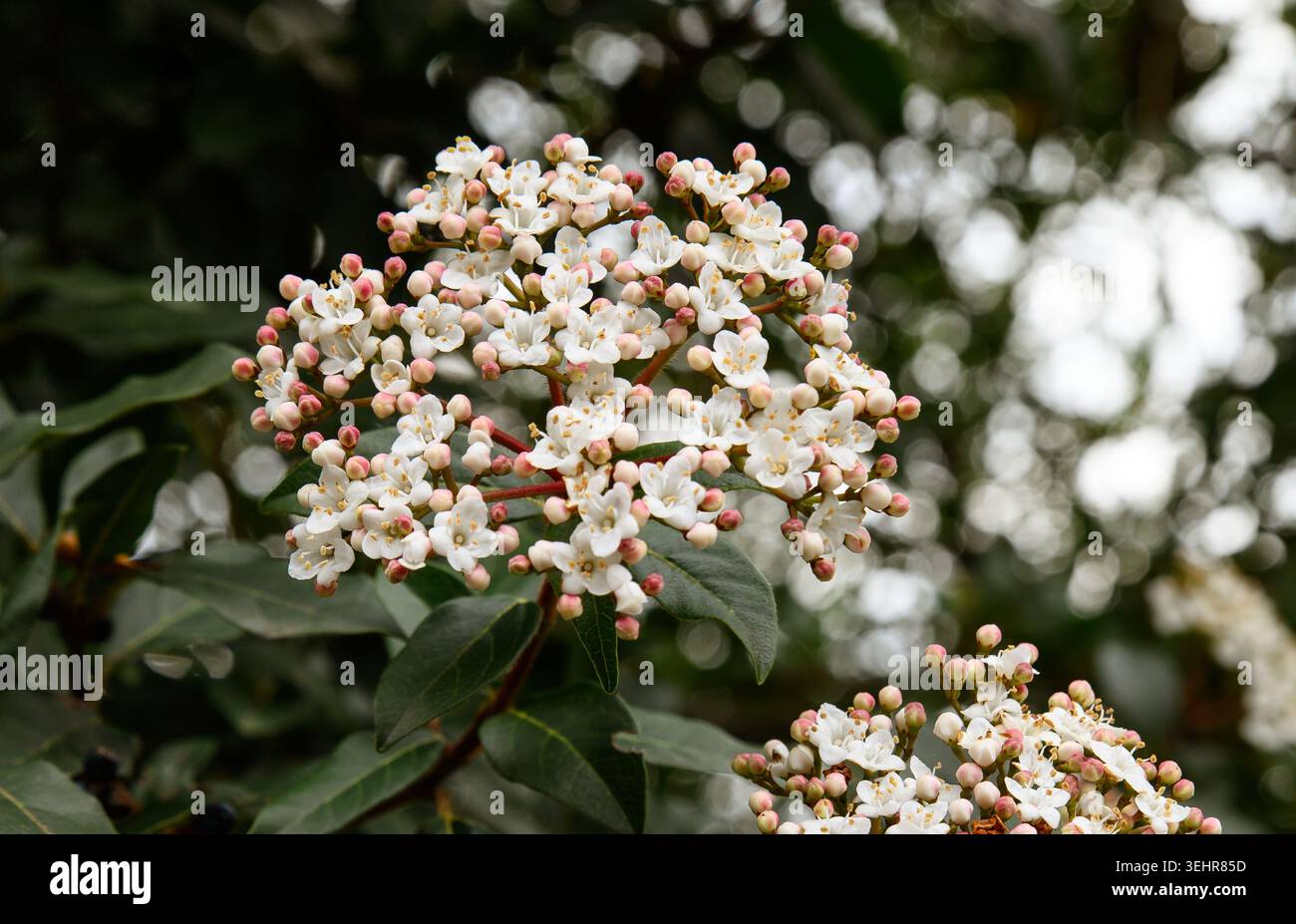 Primo piano di delicati fiori di viburno in piena fioritura in primavera, con luce naturale soffusa e lussureggiante fogliame verde sullo sfondo. Flora elegante Foto Stock
