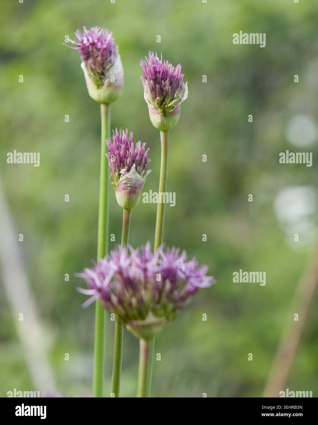Allium christophii - Stella della Persia Foto Stock