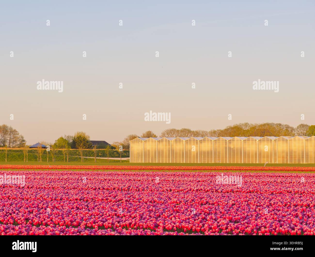 Vivace campo di tulipani rosa nei Paesi Bassi con serra moderna e fattorie sotto la luce dorata Foto Stock