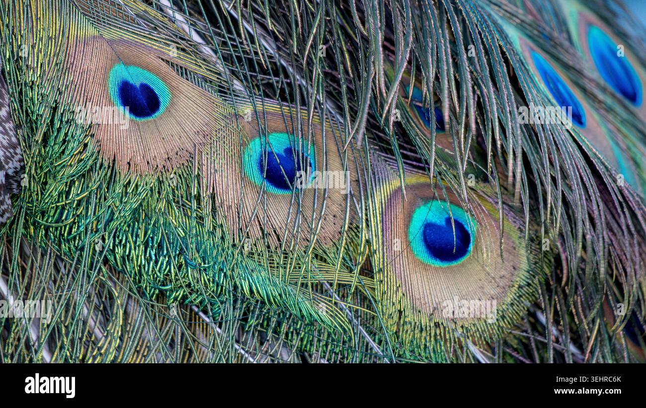 Piume di pavone che mostrano macchie colorate, consistenza e lucentezza iridescente Foto Stock