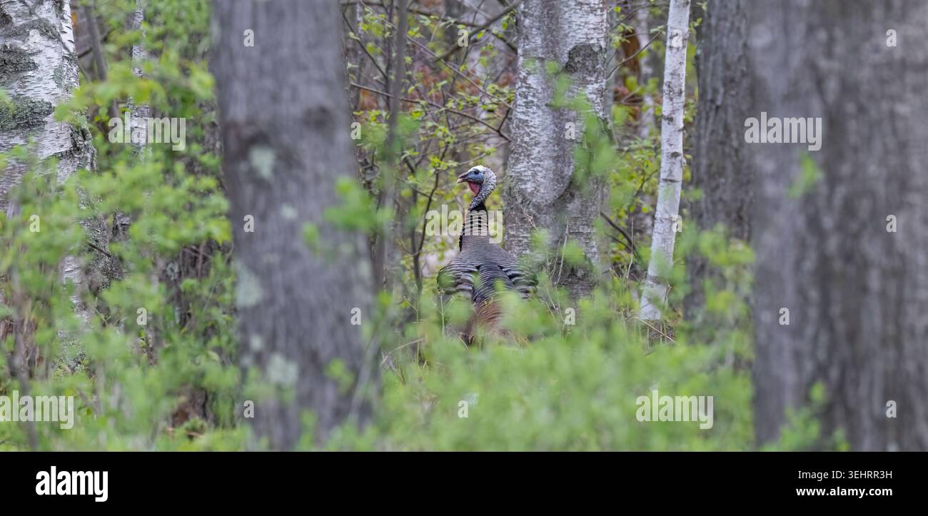 Tom turkey in una mattina di maggio nel Wisconsin settentrionale. Foto Stock