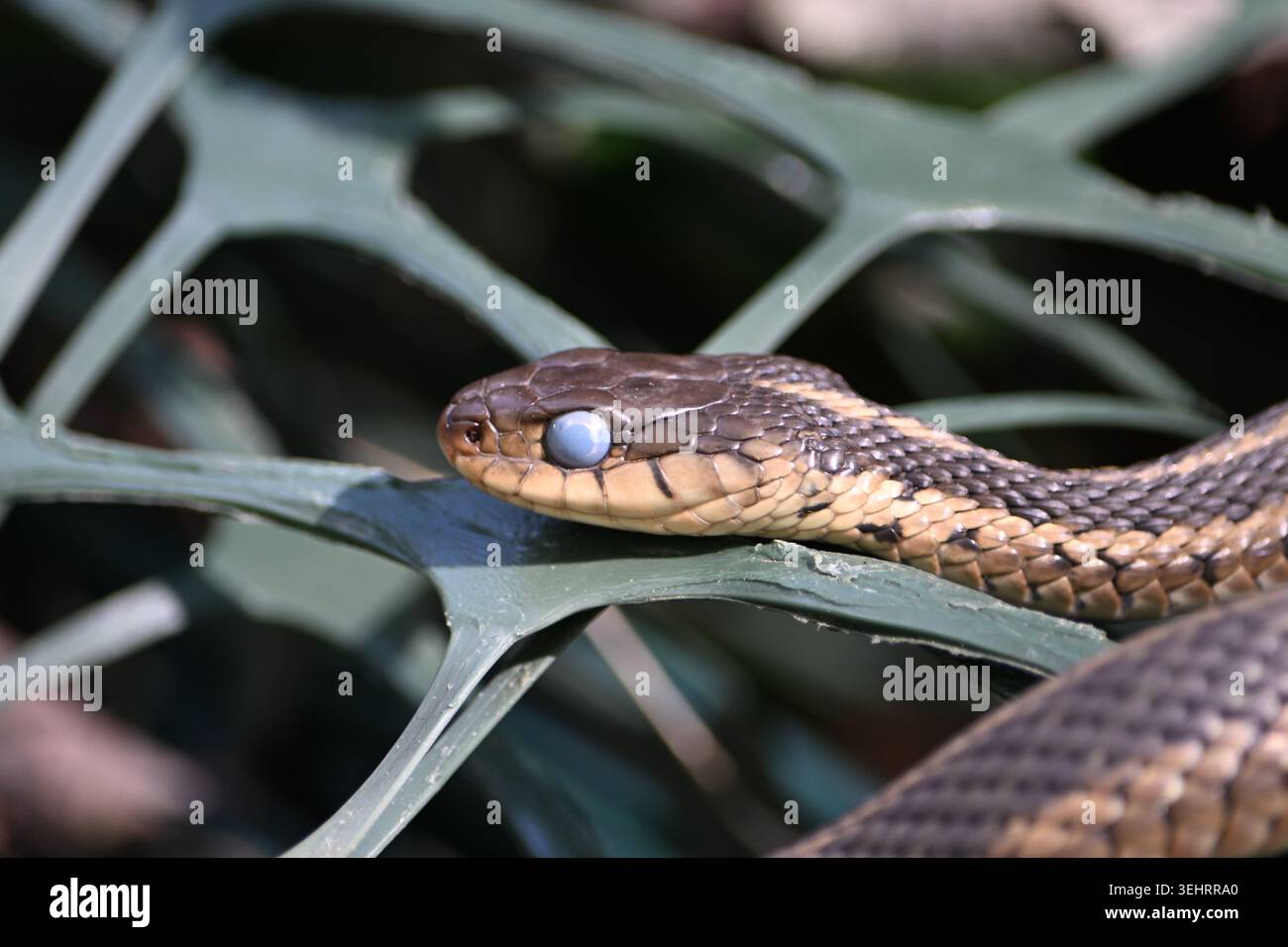 serpente non velenoso con scaglie e occhi brillanti nella pa occidentale Foto Stock