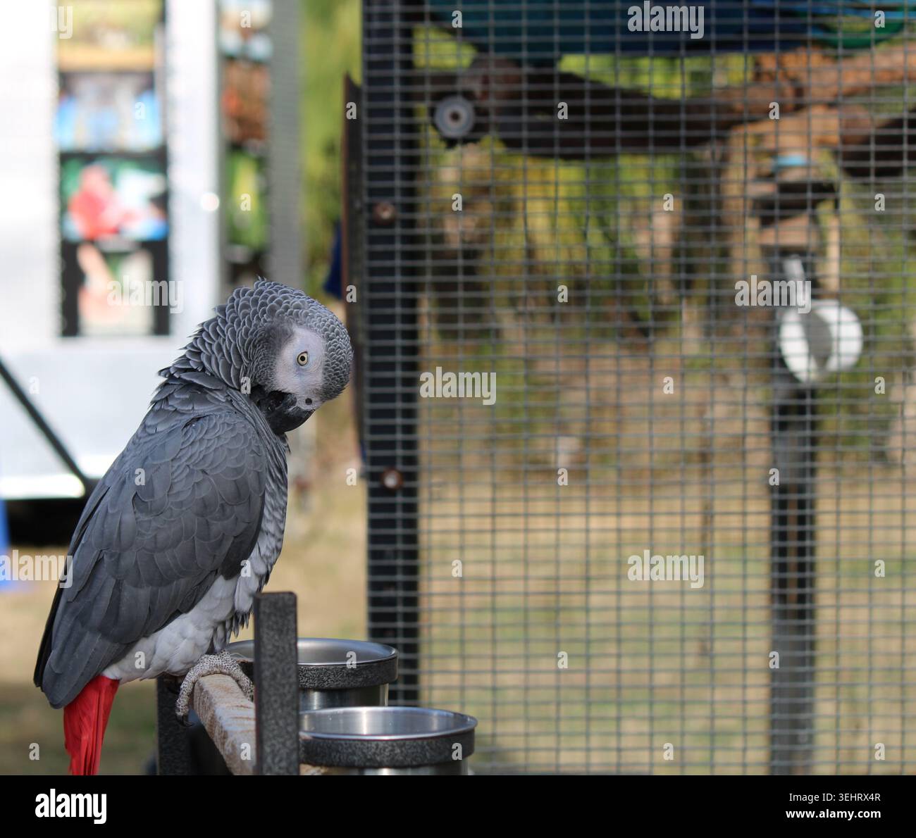 Pappagallo grigio africano o, psittacus erithacus, sul persico. Foto Stock