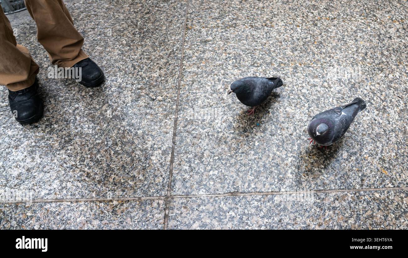 Una candida scena urbana di strada che mostra due piccioni sul lato destro della cornice e pantaloni da uomo con scarpe nere sulla sinistra, in piedi su una m bagnata Foto Stock