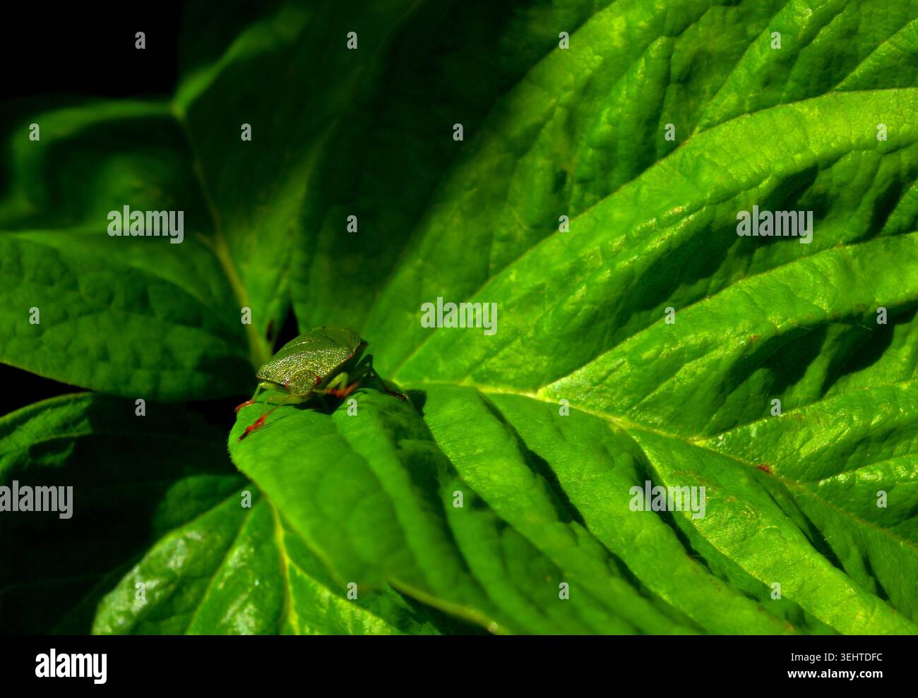 primo piano di insetti forestali o di insetti schermati dalle gambe rosse su una foglia di fragole. Foto Stock