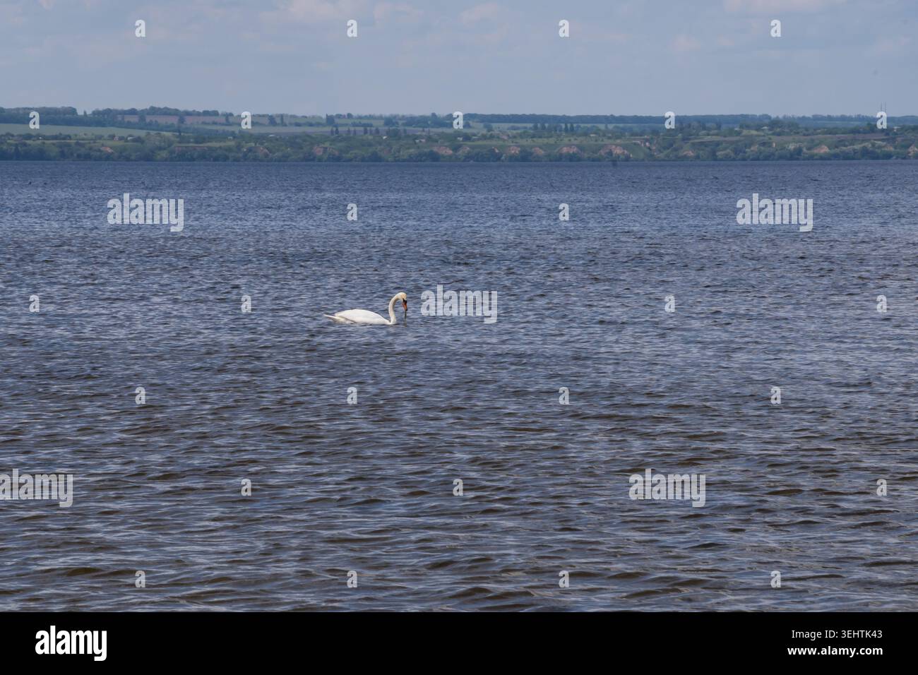 Tranquillo paesaggio d'acqua dolce con cigni che nuotano sulle calme acque del bacino idrico. Foto Stock