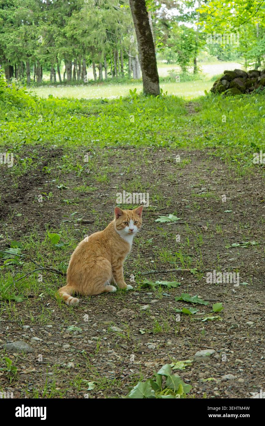 Zenzero e gatto bianco seduti su un sentiero sterrato e erboso, Saaremaa, Estonia, Europa. Foto Stock