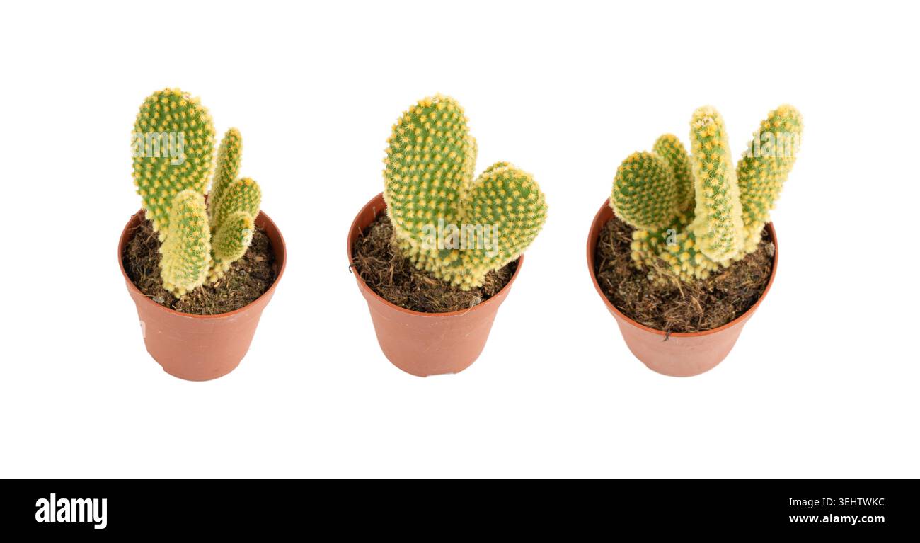 Coniglietto cactus succulento, pianta da tavolo Opuntia microdasys, pentola da scrivania a pois, piccola pianta di design per interni, fico d'India di montagna i Foto Stock