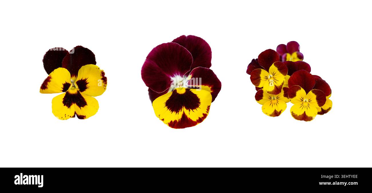 Pansie viola viola viola isolate, Viola tricolore primo piano, Viola Fiori Set, Heartsease Collection, Johnny Jump Up o tre facce in un fiore cappuccio su W. Foto Stock