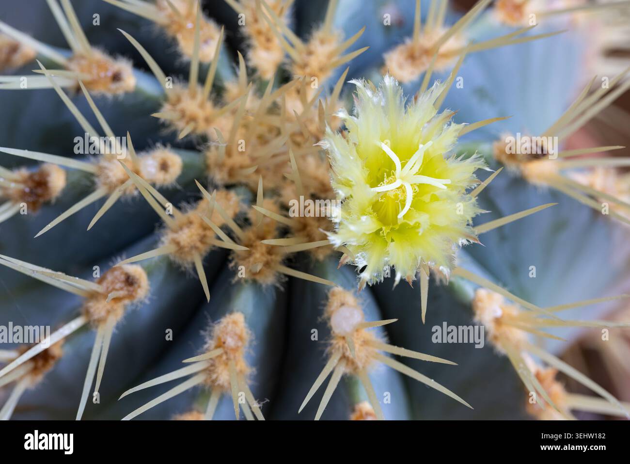 Primo piano di un cactus/cactus a canne che fiorisce con un fiore giallo e cresce come pianta al coperto. REGNO UNITO Foto Stock