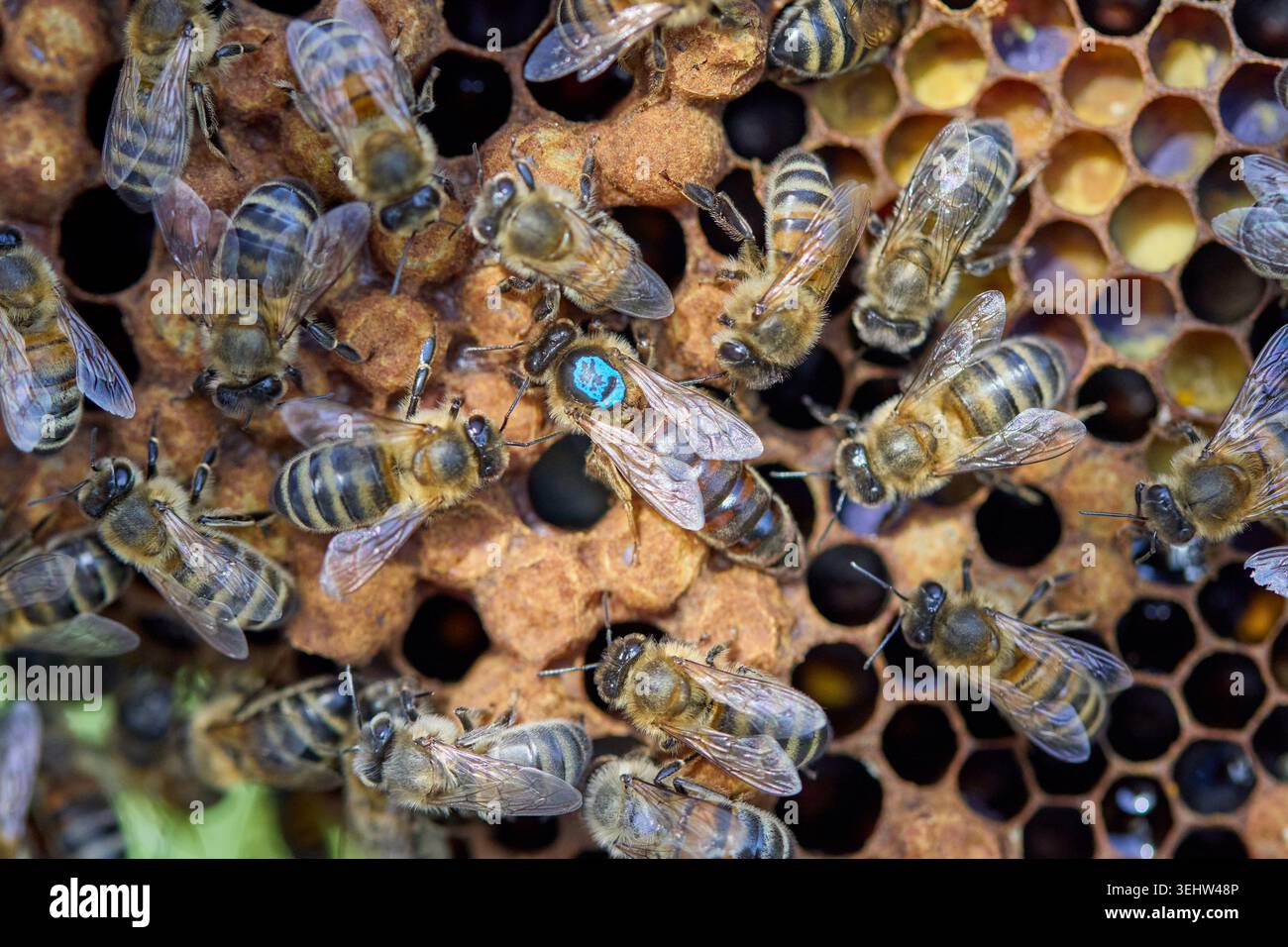 ape miele regina chiaramente visibile su strutture alveari all'interno di un alveare funzionante, circondata da api operaie e droni durante l'ispezione dell'alveare e da attivi coloniali Foto Stock