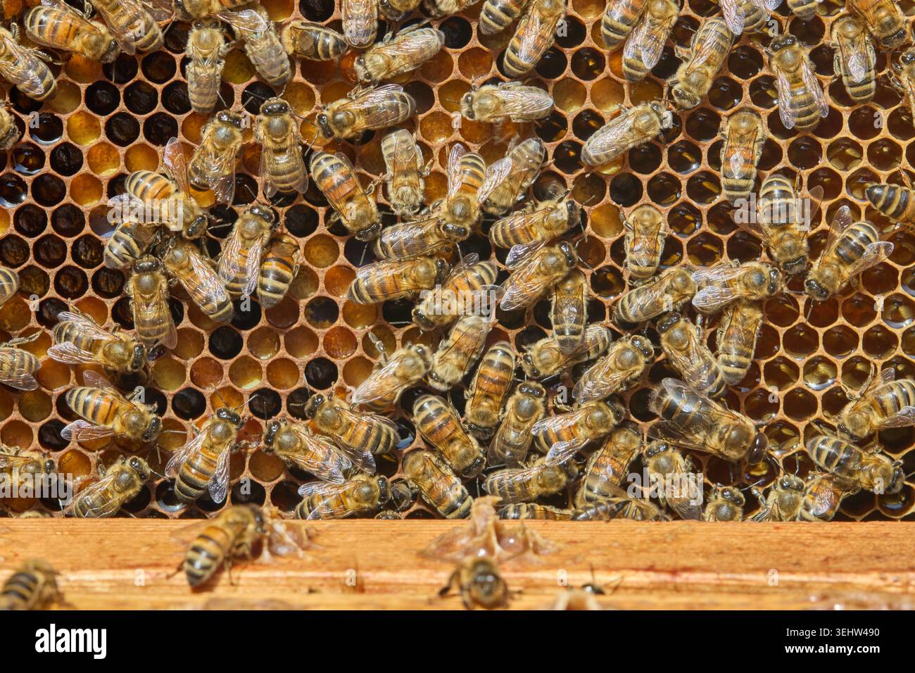 le api mellifere sulle cornici dell'alveare all'interno di un alveare funzionante, mostrando api operaie, droni, pettine di covata e comportamento attivo delle colonie nei conditi naturali dell'apicoltura Foto Stock