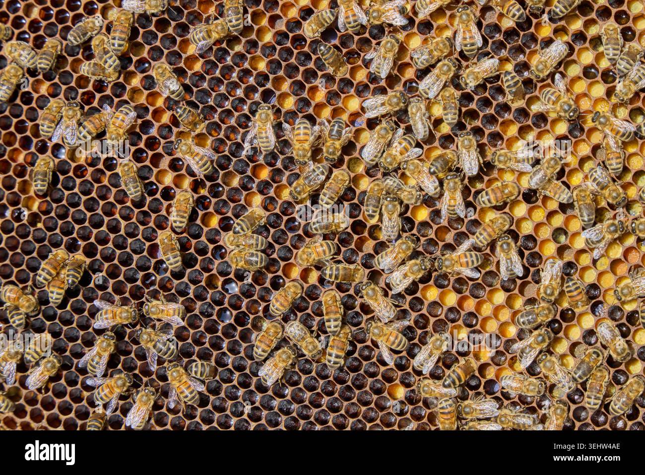 le api mellifere sulle cornici dell'alveare all'interno di un alveare funzionante, mostrando api operaie, droni, pettine di covata e comportamento attivo delle colonie nei conditi naturali dell'apicoltura Foto Stock