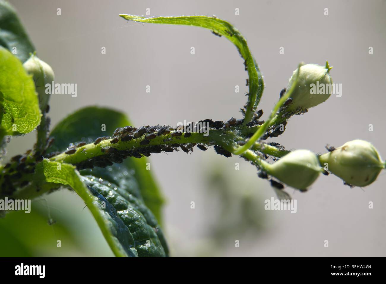 Un denso ammasso di piccoli insetti neri, identificati come afidi, copre il gambo verde e le gemme di una pianta, indicando un'infestazione parassitaria Foto Stock