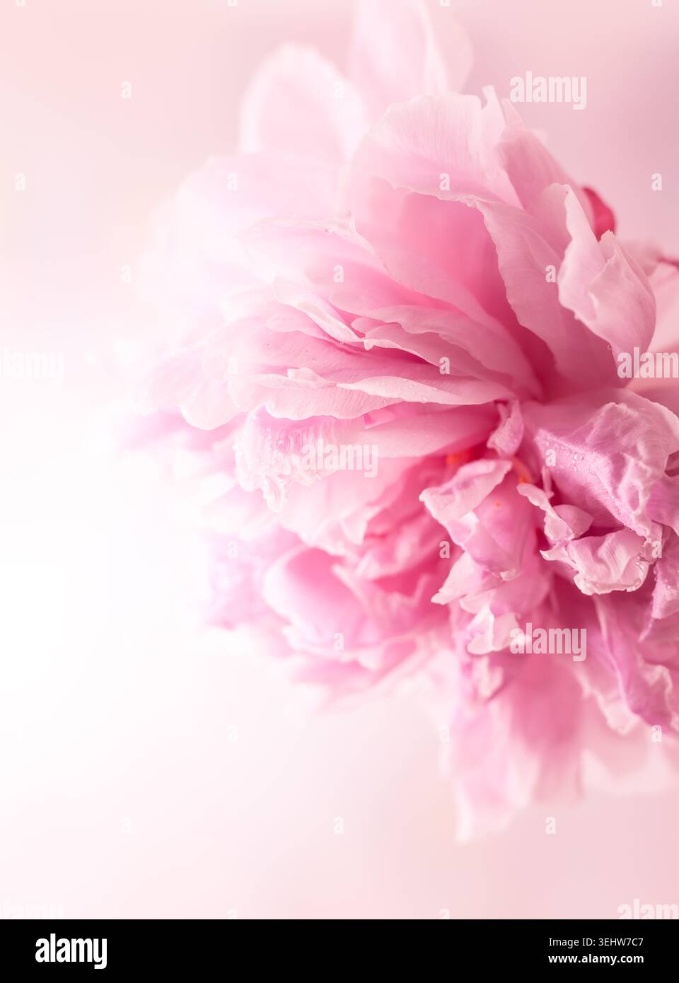 Bellissima peonia rosa, messa a fuoco morbida Foto Stock