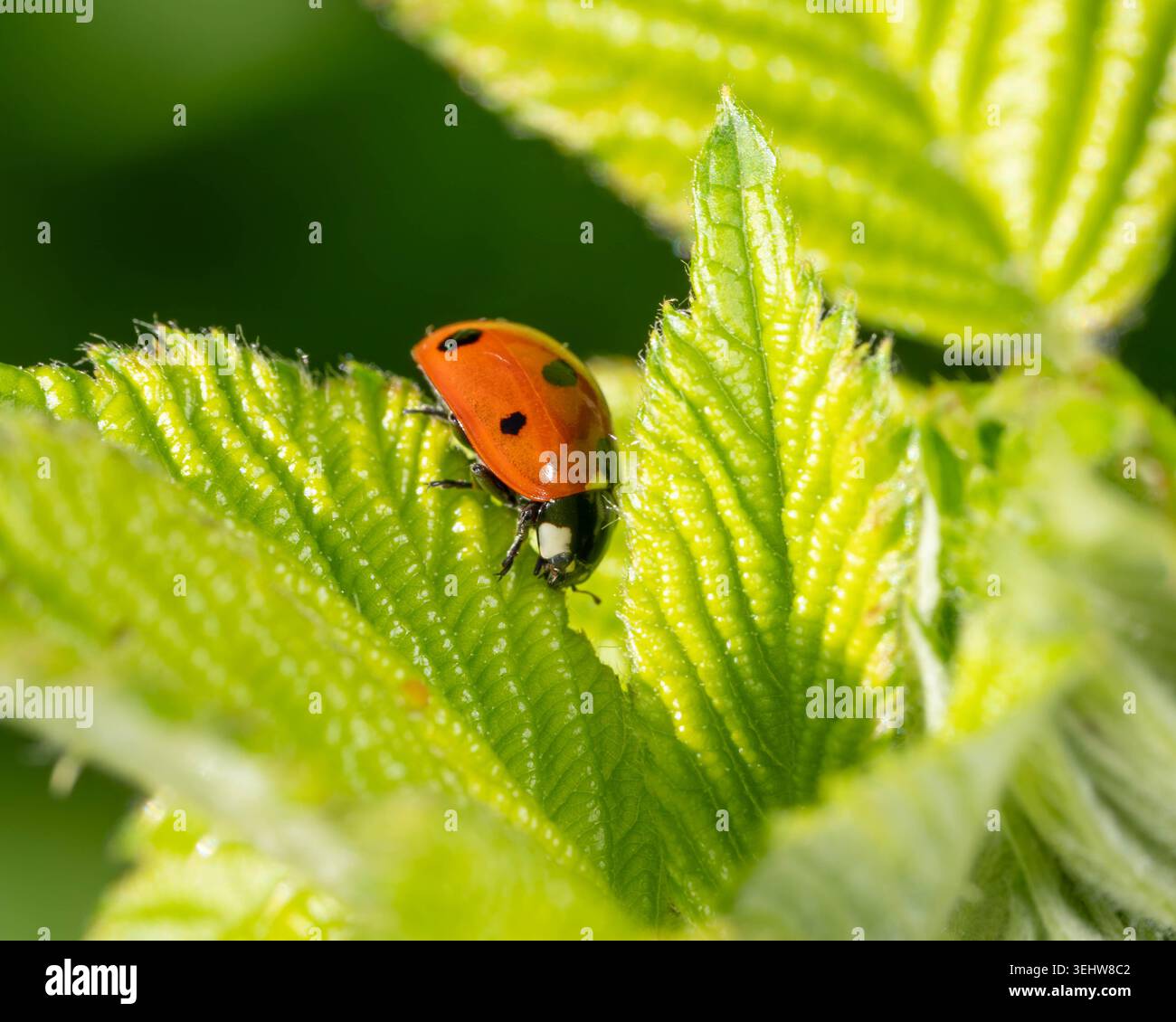 Biodiversità - Coccinella septempunctata - coccinella su foglia verde foto di alta qualità Foto Stock