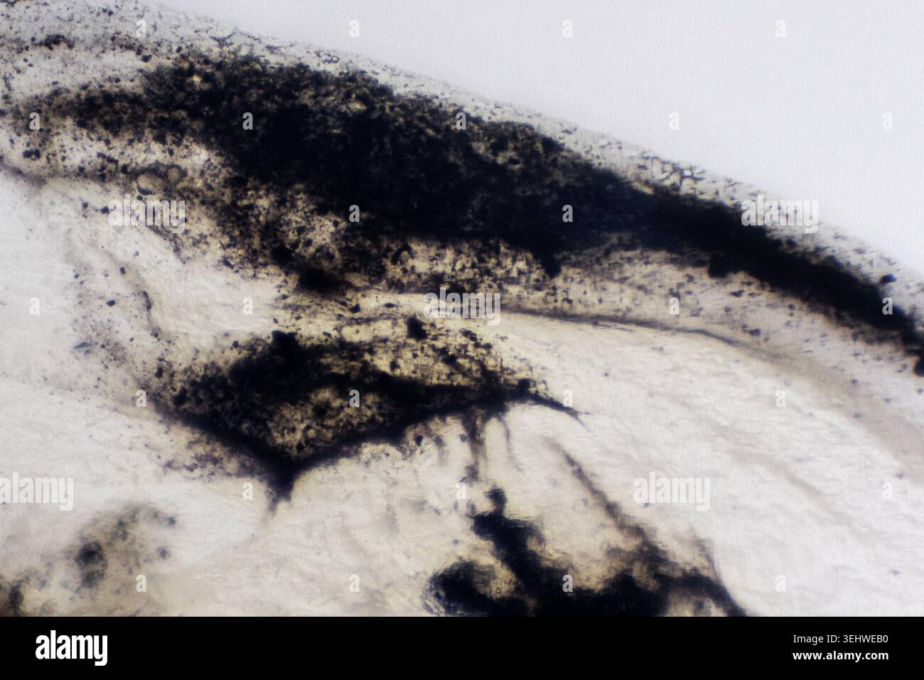 sacco d'inchiostro in un calamaro visto sotto un microscopio leggero con incrementi di 10 volte Foto Stock