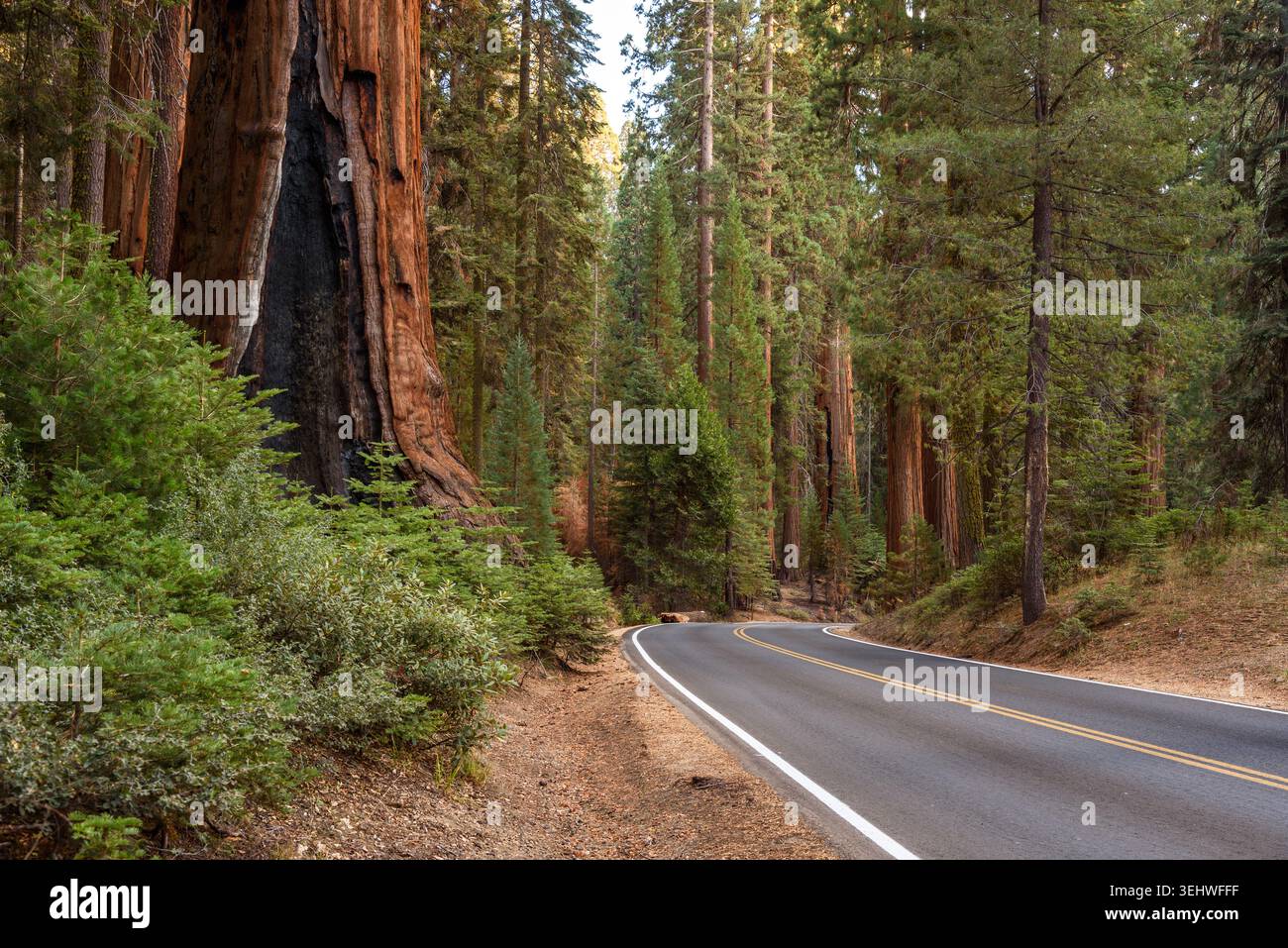 Giganteschi alberi di seqquoia lungo una strada di montagna deserta Foto Stock