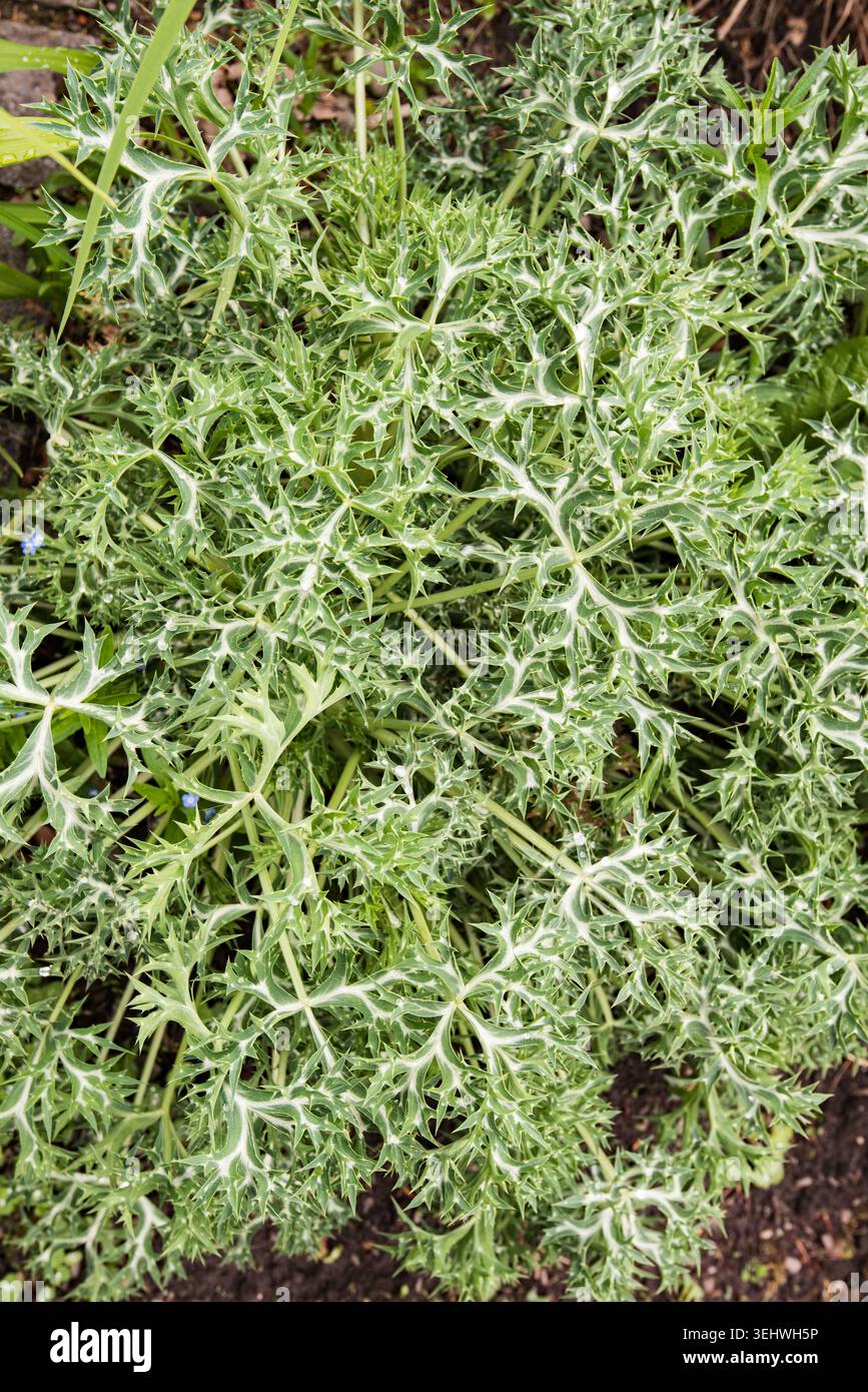 Agrifoglio del Mar Mediterraneo (Eryngium bourgatii), perenne riconosciuto per le sue foglie profondamente divise e simili a cardo. Foto Stock