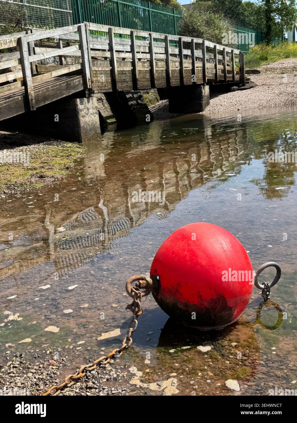 Boe dai colori vivaci che poggiano sulla sabbia bagnata durante la bassa marea, le loro forme si specchiano nelle piscine poco profonde lasciate dietro dall'acqua che si ritira. Foto Stock