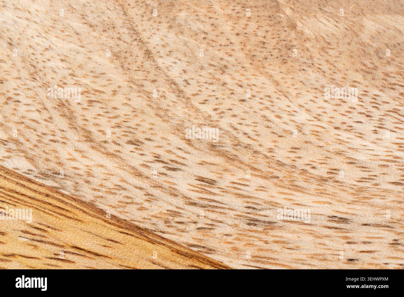 Vista dall'alto con struttura in legno mango. Fondo vassoio in legno da cucina, impiallacciatura mangifera indica organica, superficie in legno di mango primo piano Foto Stock