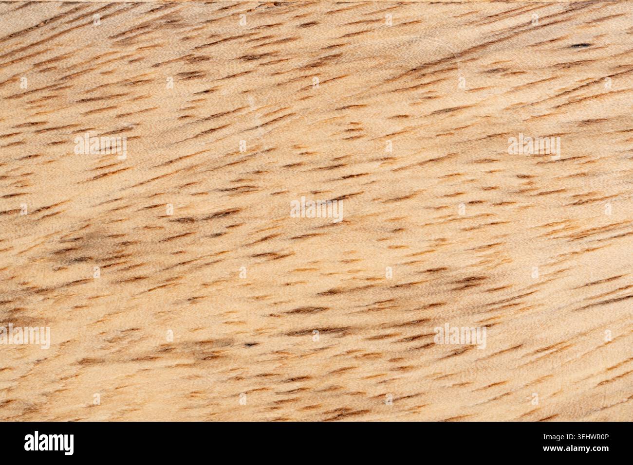 Vista dall'alto con struttura in legno mango. Fondo vassoio in legno da cucina, impiallacciatura mangifera indica organica, superficie in legno di mango primo piano Foto Stock