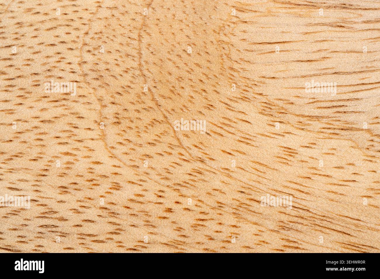 Vista dall'alto con struttura in legno mango. Fondo vassoio in legno da cucina, impiallacciatura mangifera indica organica, superficie in legno di mango primo piano Foto Stock