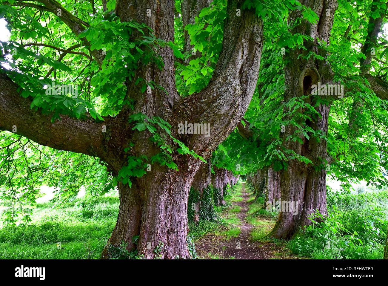 Viale di castagni di cavalli molto antichi (Aesculus), Baviera, Germania, Europa Foto Stock
