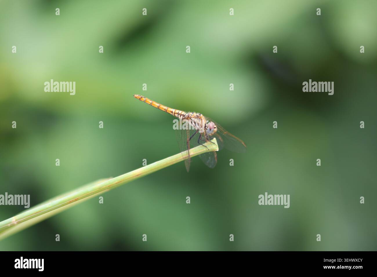 Macro Shot di una Vagrant Darter Dragonfly arroccata su uno stelo Foto Stock