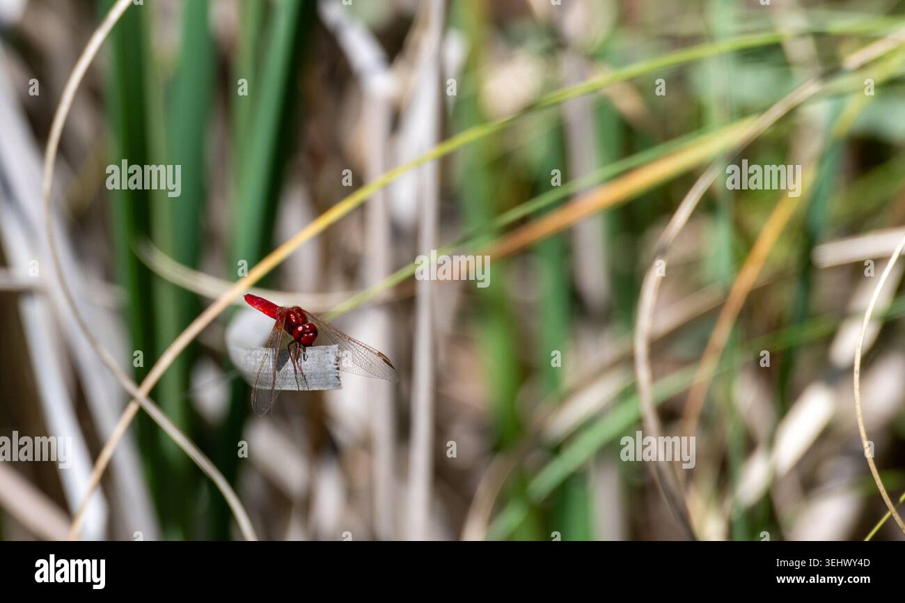 Libellula scarlatta maschio (Crocothemis erythraea) vicino a Besalú, Spagna Foto Stock