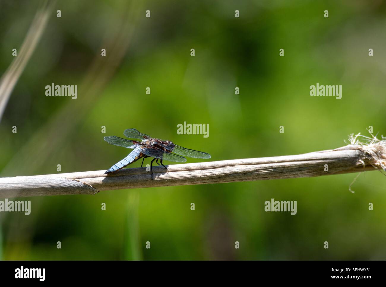 Libellula maschio Scarce Chaser (Libellula fulva) in riposo su uno stelo secco vicino a Besalú, Spagna Foto Stock