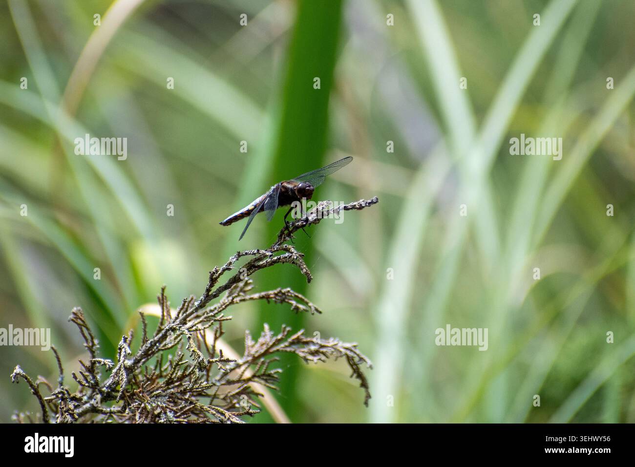 Libellula a corpo largo (Libellula depressa) che riposa su una foglia vicino a Besalú, Spagna Foto Stock