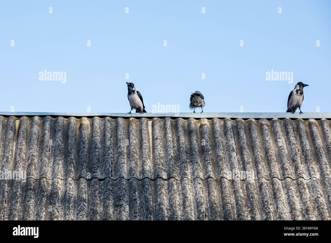 Tre corvi con cappuccio in piedi sul vecchio tetto in cemento di amianto sotto un cielo azzurro Foto Stock