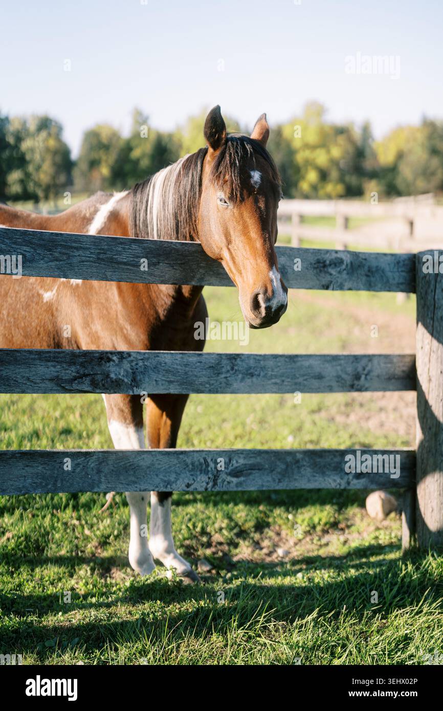Il cavallo si rilassa all'aperto. Tranquillo cavallo disteso in un paddock ondulato con erba lussureggiante Foto Stock