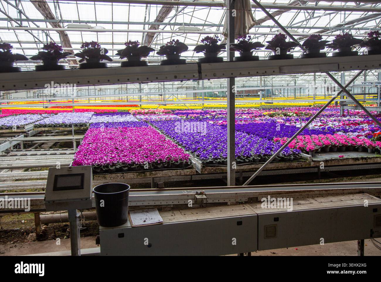 violette africane in molti colori diversi che fioriscono nella serra olandese in olanda Foto Stock