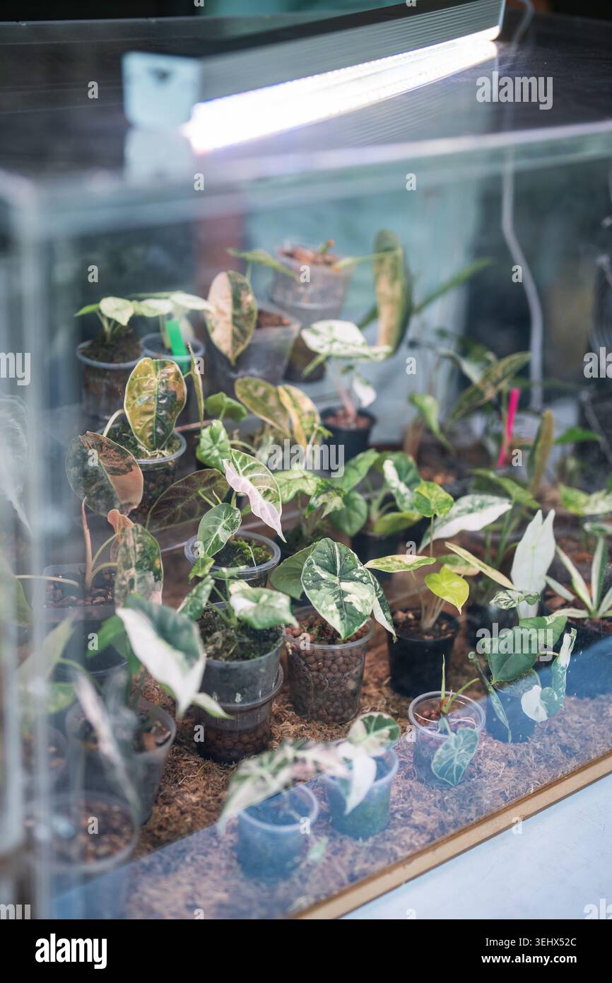 Collezione di rari generi di Alocasia e Syngonium in mostra al mercato delle piante di Chatuchak a Bangkok. Foto Stock