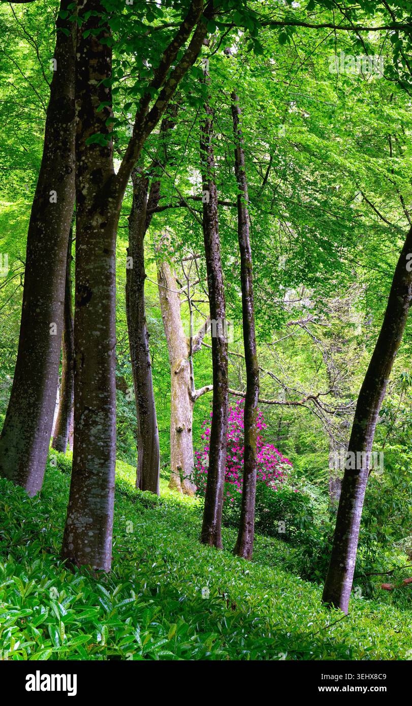 Bosco in primavera vicino a Stourhead Wiltshire Inghilterra Regno Unito Foto Stock