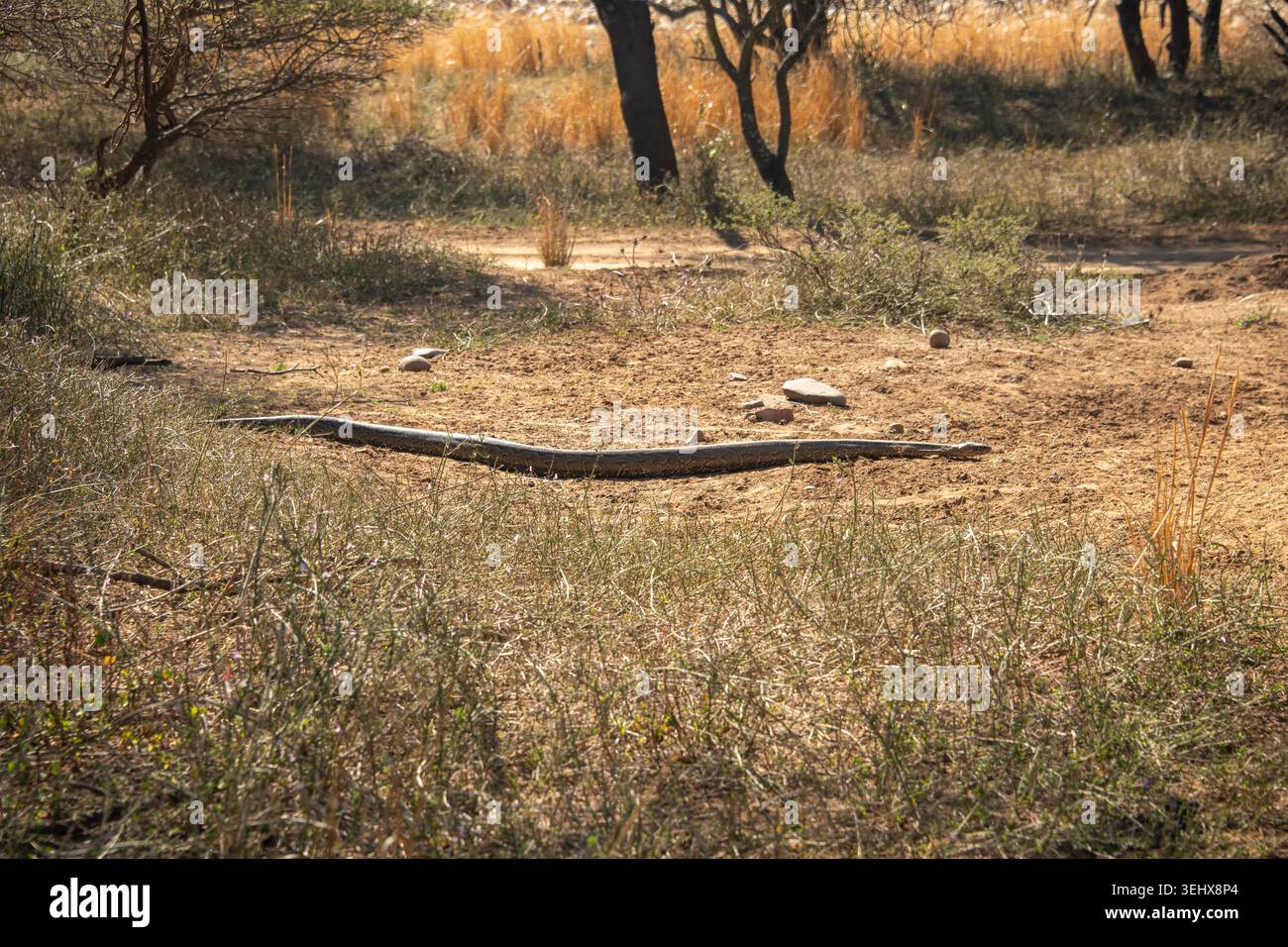 Pitone dell'Africa meridionale (Python natalensis) che scivola verso un buco dell'Aardvark durante la stagione riproduttiva, Sudafrica Foto Stock