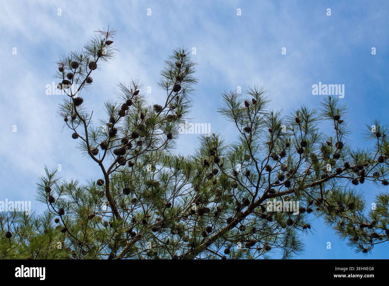 Rami di pino verde Pinus brutia con coni marroni che raggiungono il cielo blu Foto Stock