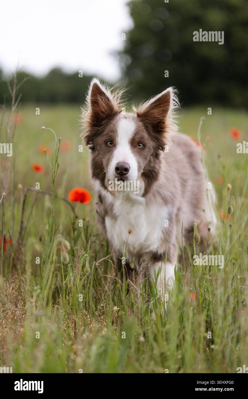 Attento Border Collie in piedi in un prato verde con papaveri rossi e sfondo morbido Foto Stock