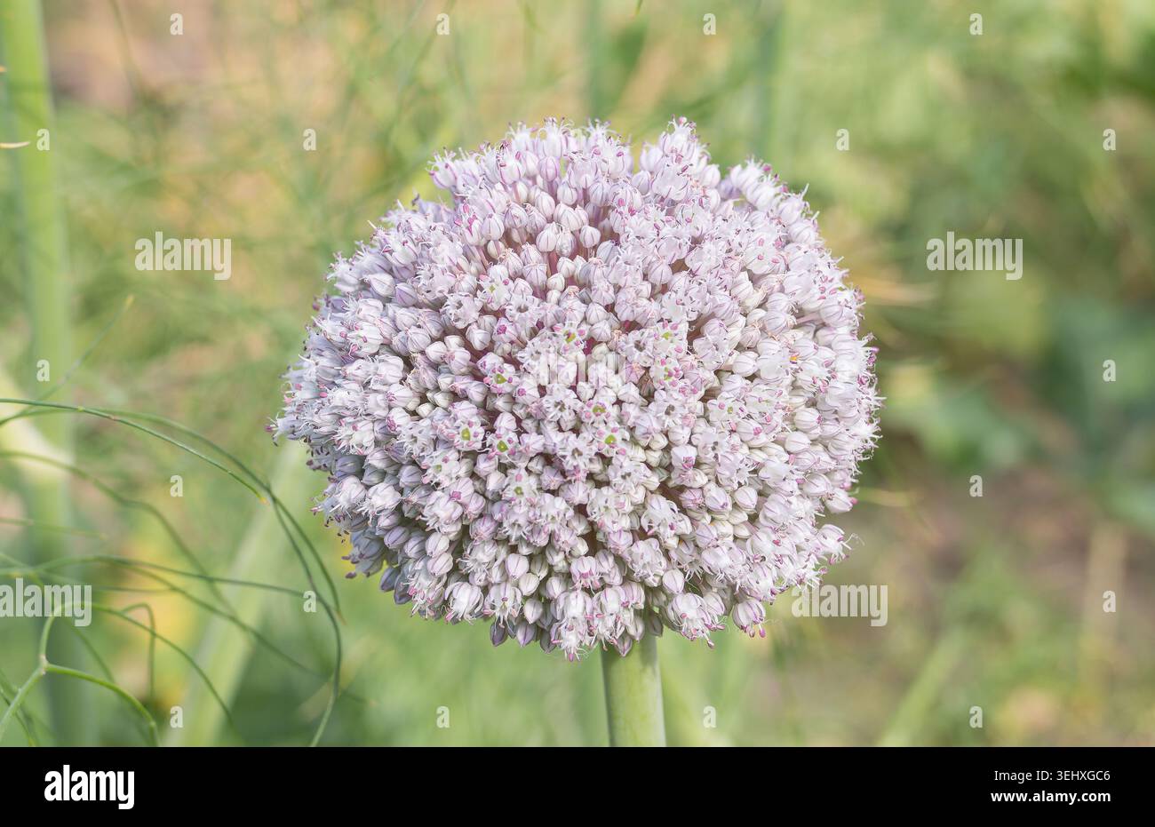 Primo piano di una testa rotonda di fiori di porro con piccoli fiori viola e bianchi che sbocciano all'aperto con uno sfondo verde sfocato Foto Stock