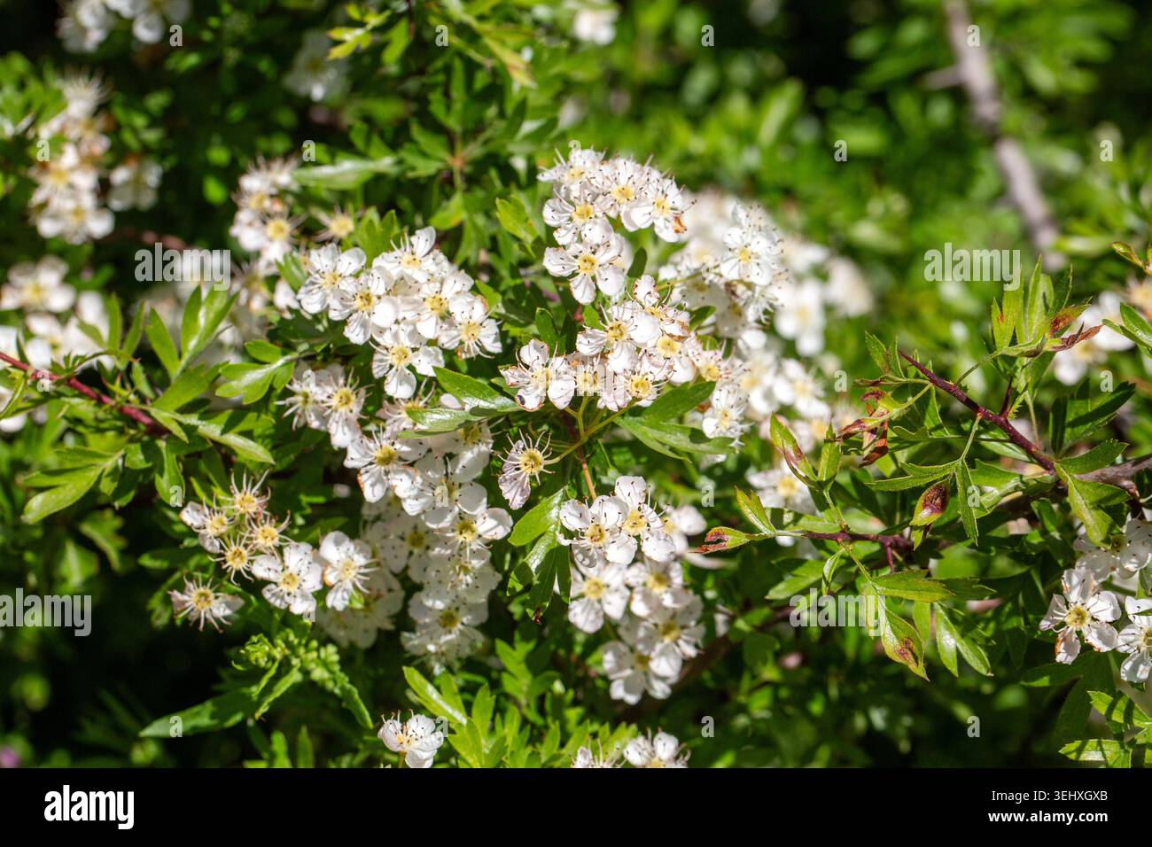 Splendidi fiori di biancospino bianco Crataegus monogyna fiorisce su rami spinosi in primavera Foto Stock