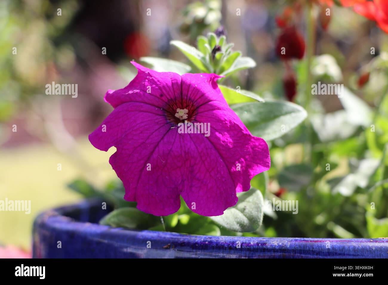 Fiore viola nel contenitore blu Foto Stock